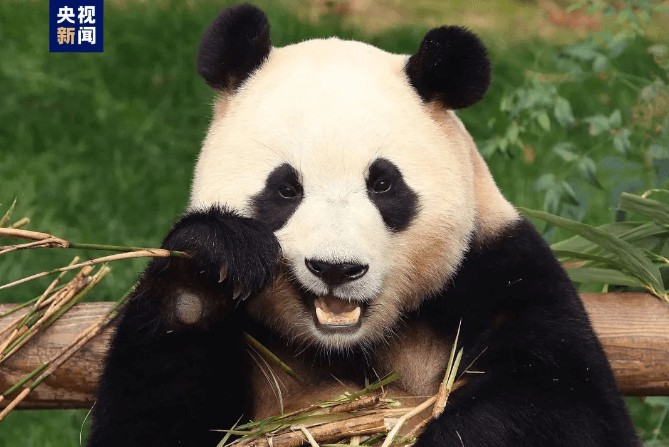 “福宝”，启程回家