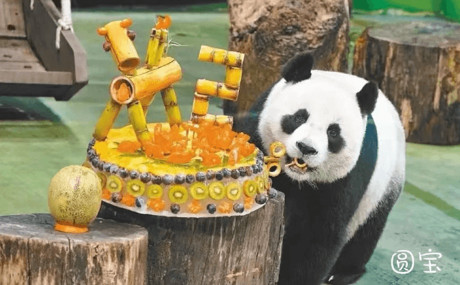 势观台海｜大熊猫“圆宝”没有心事