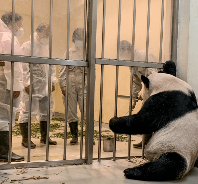 势观台海 | 大熊猫“团团”的台北秋天
