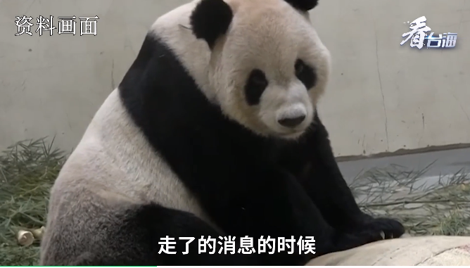 成都台青哽咽告白：再见了“团团”！感谢你陪我长大