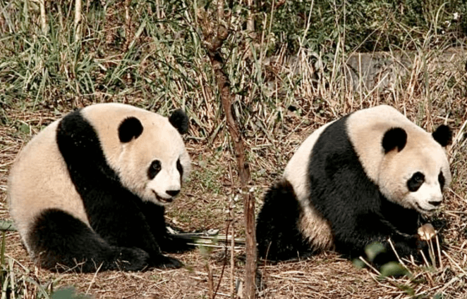 【台海快评】“团团”“圆圆”的故事必将继续书写