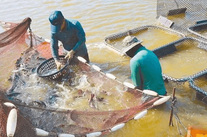 【台海快评】进不了大陆的石斑鱼就放心让台湾百姓吃吗？