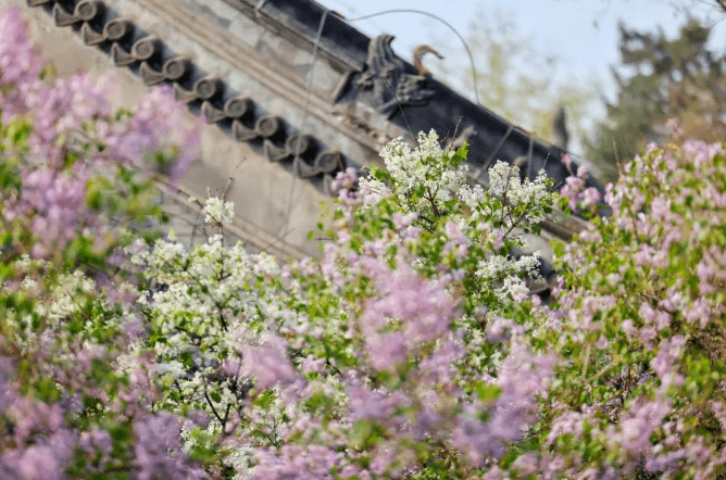 根脉中华｜丁香花开了，一起来法源寺读诗吧