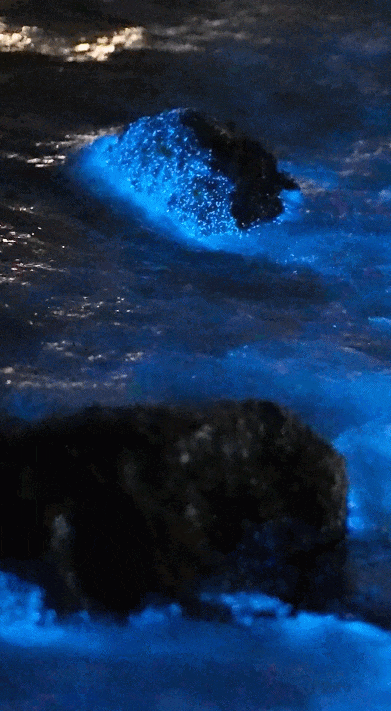 “蓝眼泪”来了