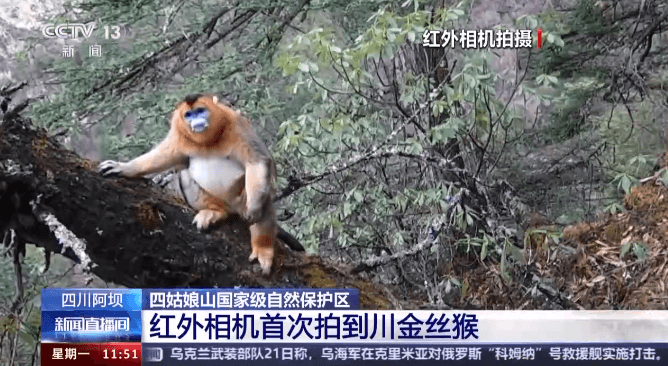 “国宝”级动物随机出没！