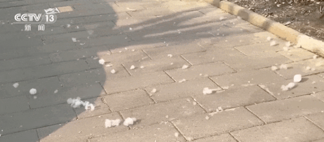 阿嚏🤧飞҉絮҉又来҉了҉！提示请收好→