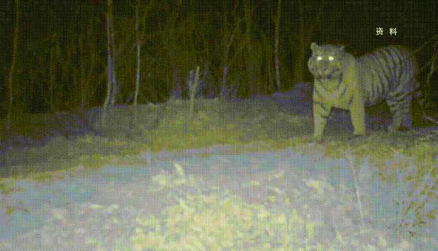 林海寻虎，时隔6年《远方的家》再度探访东北虎豹国家公园