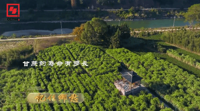 神奇！三百年不烂根的甘蔗你见过吗？