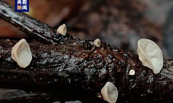 浙江发现全球新物种！