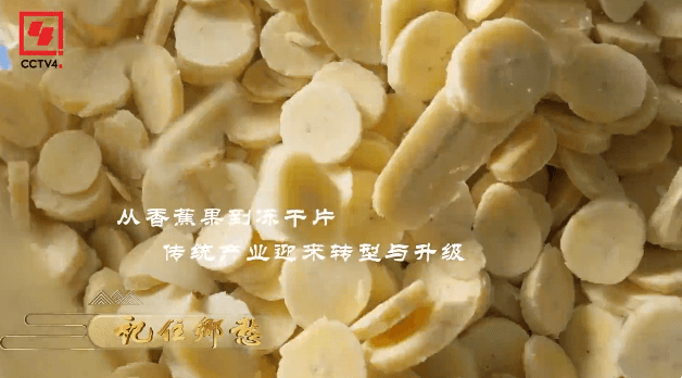 香蕉长在树上吗？见过香蕉开花吗？闽南蕉乡看看去！