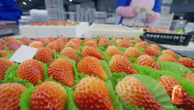 你常吃的“九九”草莓，就在这座东北小镇！
