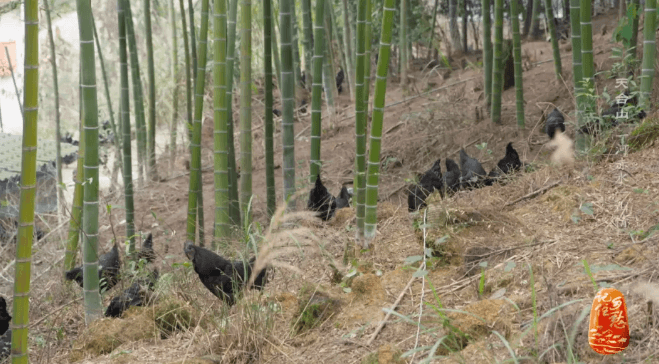 当“溜达鸡”遇上AI，能擦出什么样的火花？