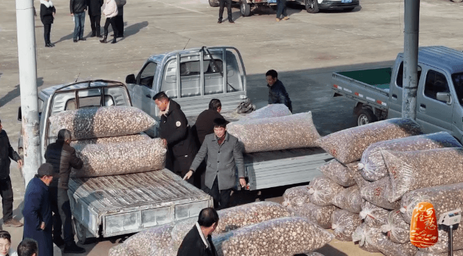 “买全国、卖世界”，神农故里的菇，种得叫一个棒！