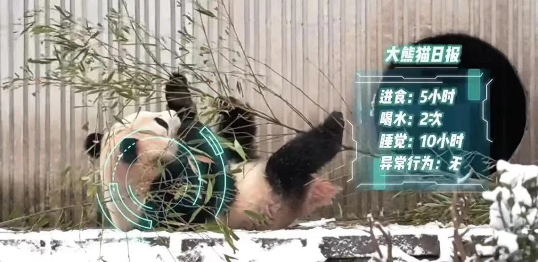 AI养大熊猫？广东“00后”大学生开发“熊脸识别”→