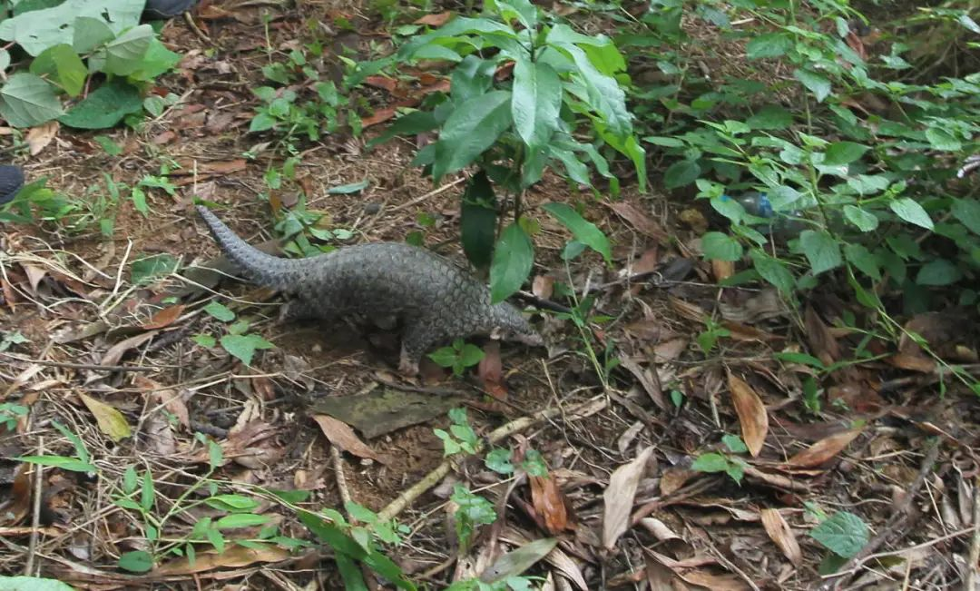 已保密放生！野生穿山甲幼崽现身东莞