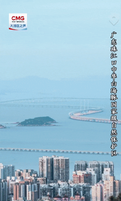 勇立潮头大湾区｜港珠澳大桥和中华白海豚的温情守望