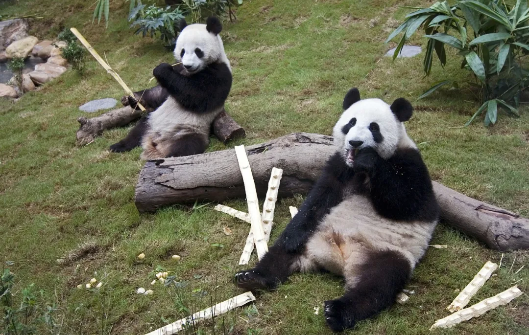 庆祝香港回归祖国27周年 中央再赠一对大熊猫！