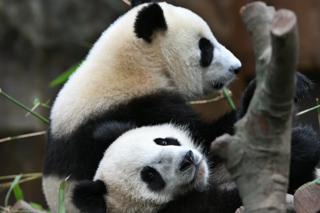 全港“沸腾”了，大家纷纷许愿......