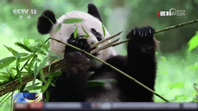 限额50人，和大熊猫“做同学”→