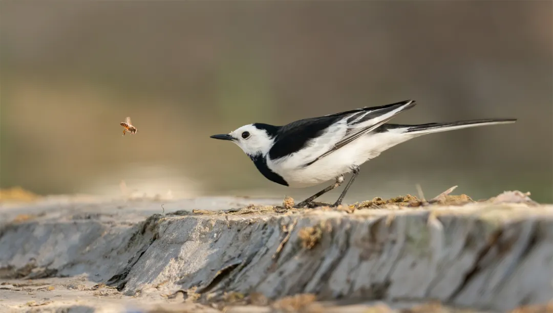 路边看见它们，“不要救，不要捡”