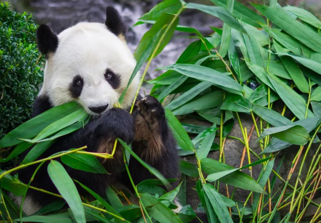 新一对赠港大熊猫的新居有消息了→