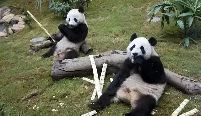 香港海洋公园开设账号，可“云养”熊猫宝宝