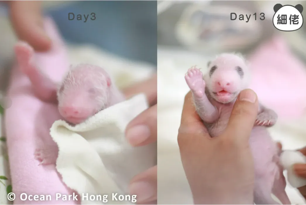 香港熊猫宝宝视频来了！网友：“天呐，好想rua”