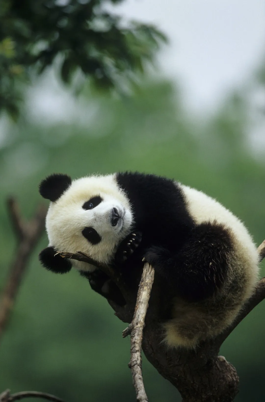 调高音量！香港的大熊猫宝宝，向你“喊话”