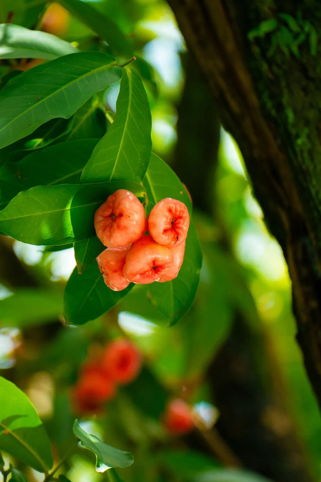 深圳街头长满莲雾！