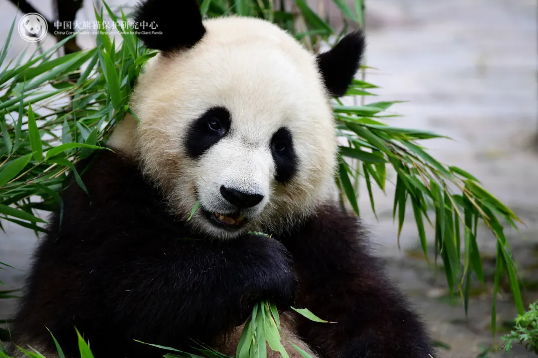 大熊猫“安安”“可可”，抵港！