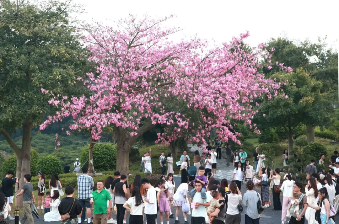 粉了粉了！在广东拍到了“人生照片”