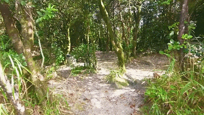 深圳梧桐山上的野猪又出没了