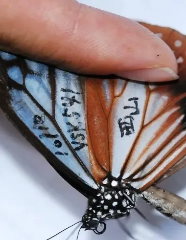 蝴蝶也会迁徙！深港联手解谜