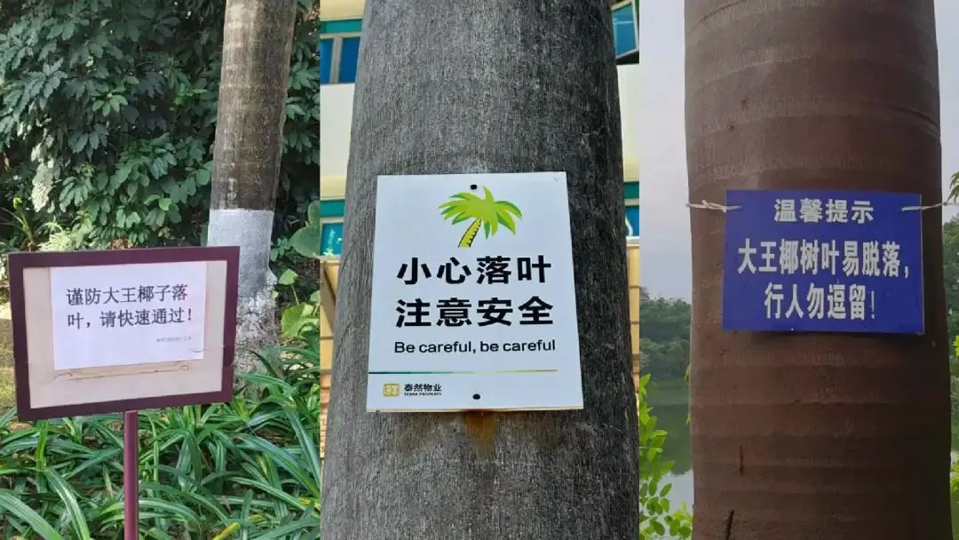 为什么广东人走路都躲着它？