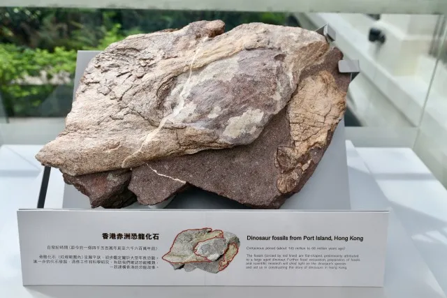 专家：香港赤洲岛还有其他恐龙化石！