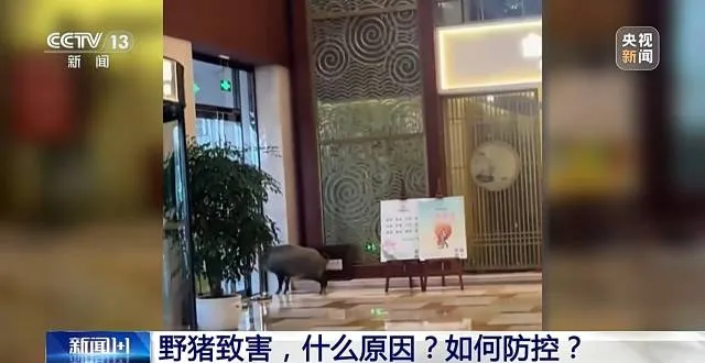 深圳梧桐山有野猪向游客讨食，野猪泛滥原因何在？