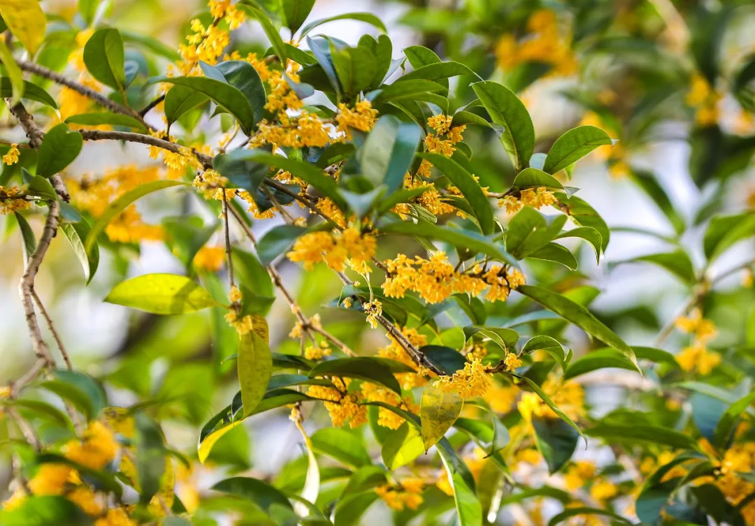 广州热到桂花推迟16天才开！广东何时能入秋