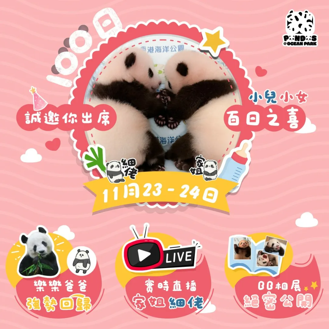 香港大熊猫龙凤胎将办百日庆，有实时直播