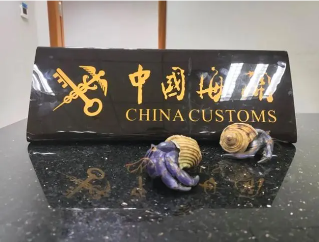 八百“蟹将”在港珠澳大桥被截