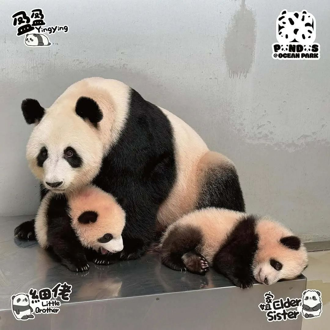 期待已久！要和“家姐”“细佬”见面啦