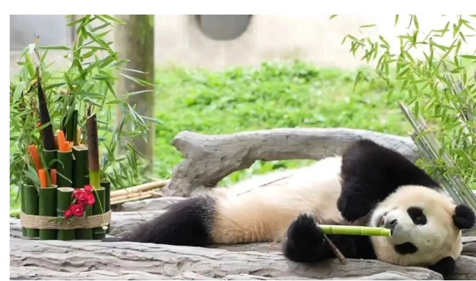 永 久免票！为什么是香港市民？