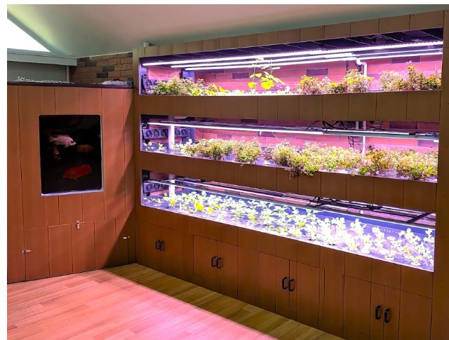 變廢為寶！港嶺大利用黑水虻轉化廚餘為有機飼料