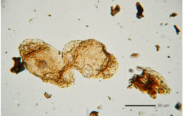 中國新疆發現史前生物大滅絕中的陸地“避難所”