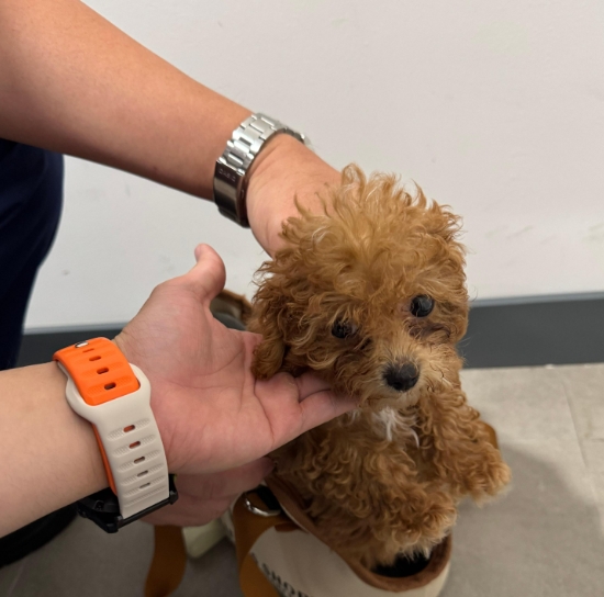 海關於沙頭角拘捕兩名女子 涉從內地走私動物來港