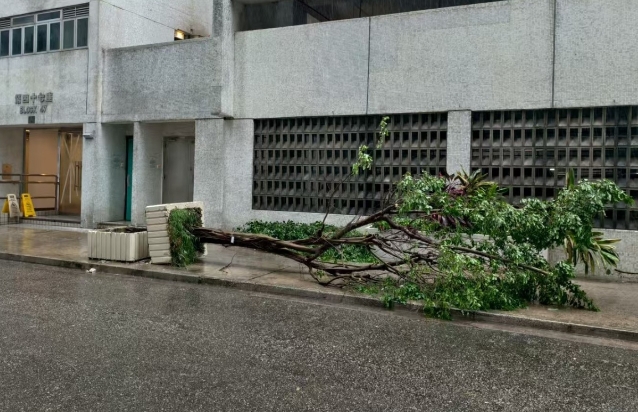 颱風來襲 | 香港暫接獲逾360宗塌樹報告 21人受傷