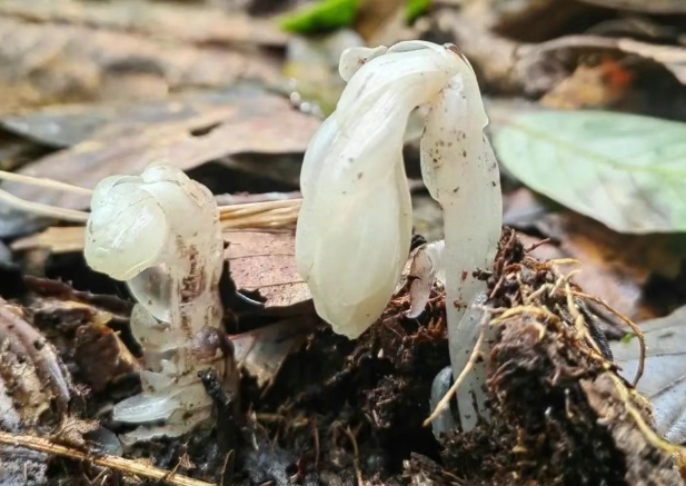 中國昆蟲學家發現7株罕見物種“冥界之花