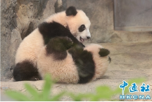 日本熊貓迷組團赴香港賀大熊貓龍鳳胎一歲生日