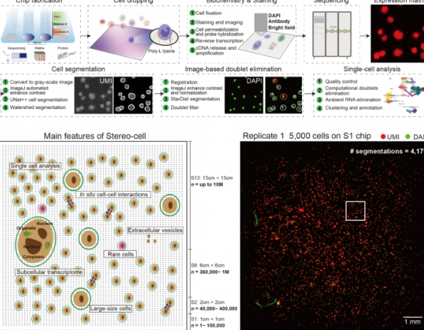 中國科研機構牽頭發布細胞組學創新技術