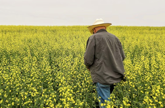 與加拿大陷入貿易爭端，中國加大采購澳洲油菜籽