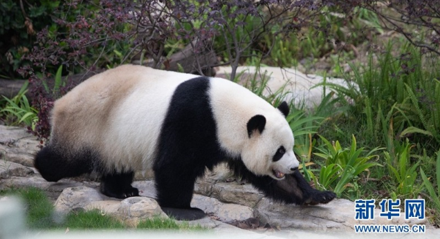 成都大熊貓基地境外客增五成 料國慶假期迎40萬遊客